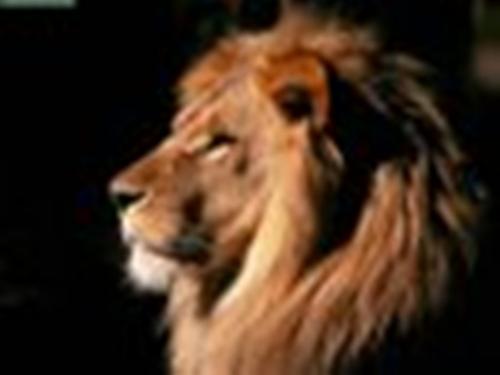 Animals%20Lions_African%20Male%20Lion,%20Kenya.jpg‏