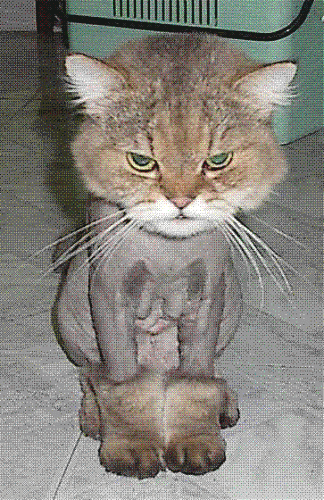 shaved_cat.GIF‏