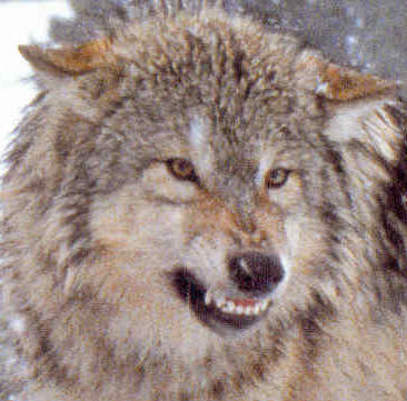     

:	wolf%20anger.jpg
:	252
:	31.8 
:	325916