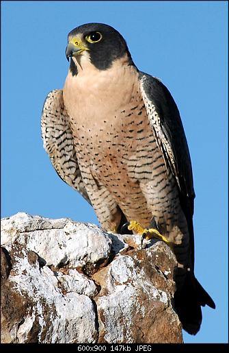     

:	PeregrineFalconAnatum.jpg
:	370
:	147.5 
:	398920