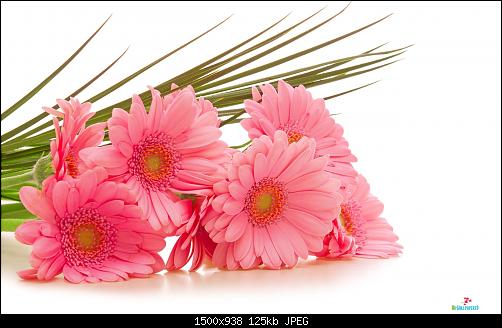     

:	Flower Greeting Wallpapers-045.jpg
:	17
:	125.3 
:	445196