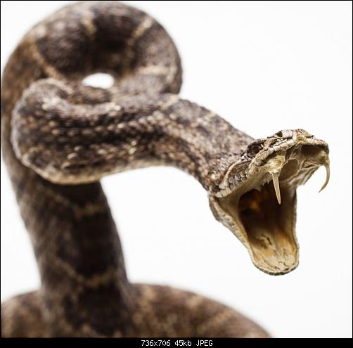 snake.jpg‏