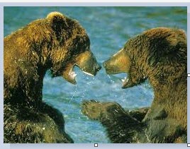 bears.jfif.jpg‏