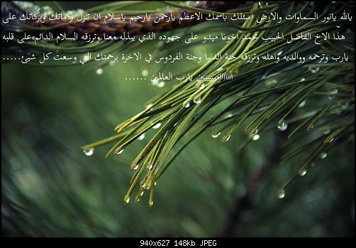     

:	nature-tree-green-pine.jpg
:	123
:	147.5 
:	482996