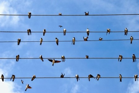 Birds-on-Wires.jpg‏