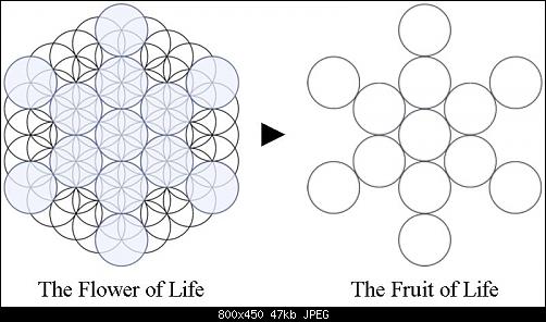 Fruit-of-Life_Stages-1.jpg‏