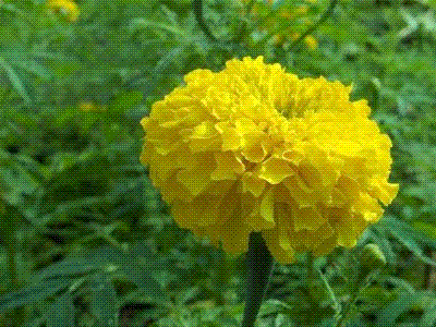 Yellow_Flower-show.GIF‏