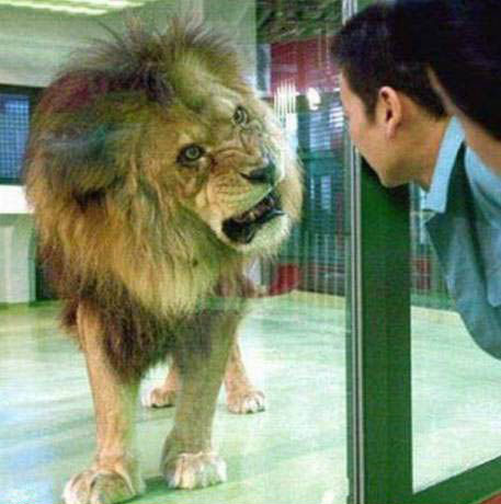 lion.jpg‏