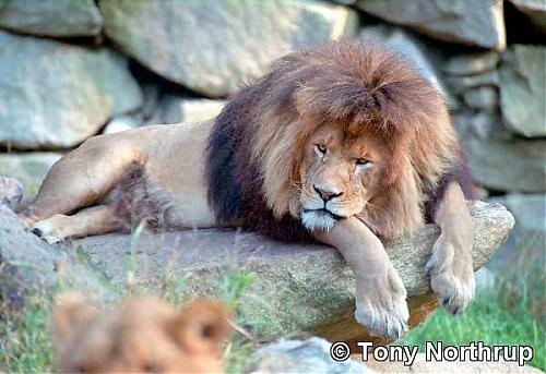 he-lion-bored1.jpg‏