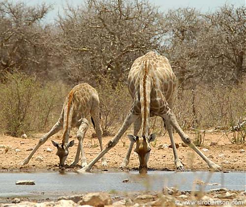 mother-baby-giraffes-drinking-big.jpg‏