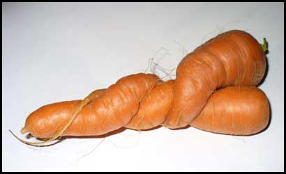 lovingcarrots2-masha.jpg‏