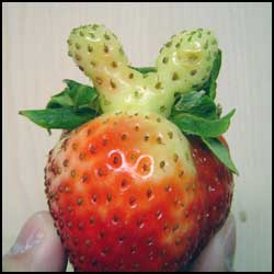 mickeystrawberry-etchen.jpg‏