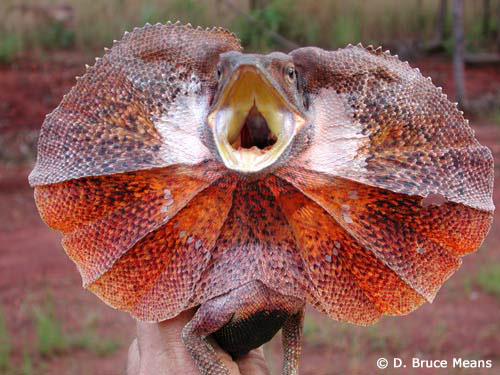 frilled-lizard500.jpg‏