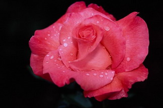 rose01.jpg‏