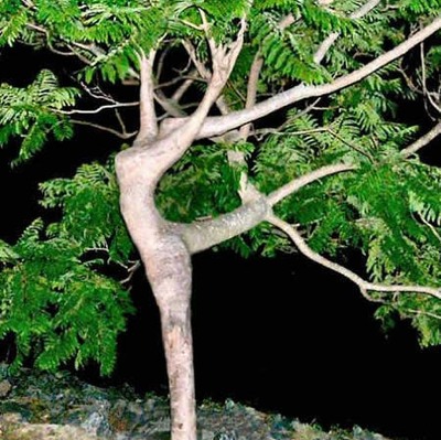 dancing_tree.jpg‏