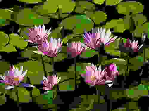 Water lilies.jpg‏