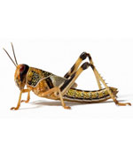     

:	Locusts_150_2012313165550.jpg
:	61
:	5.9 
:	320816