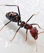     

:	Ant_150.jpg
:	40
:	7.6 
:	320817