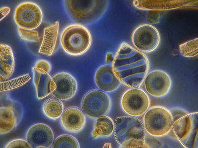 4630_diatoms_ireland.jpg‏