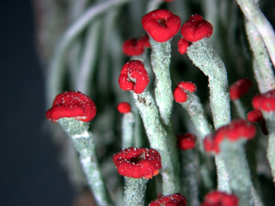 5098_cladonia2.jpg‏