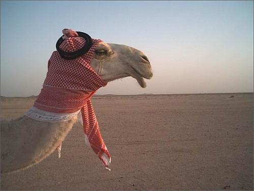 camel(1).jpg‏