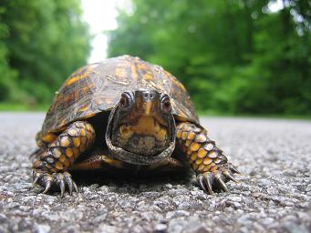 turtle.jpg‏