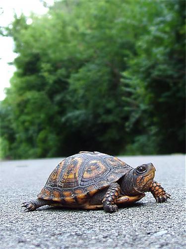 turtle640.jpg‏