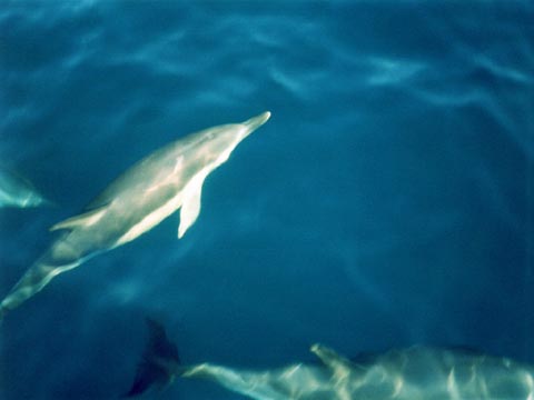 Dolphins_0003_Reduced.jpg‏