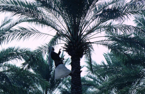 date_palms_harvest_kufa_iraq_photo_unesco.jpg‏