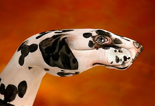 dalmata.jpg‏