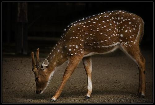 Fawn.jpg‏