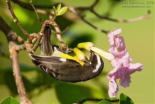 2006-bananaquit.jpg‏