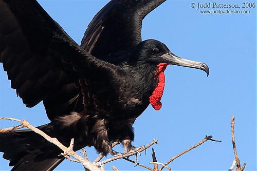 frigatebird_6314.jpg‏