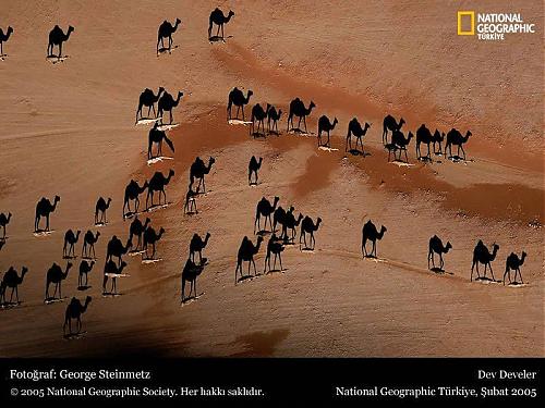 camels.jpg‏