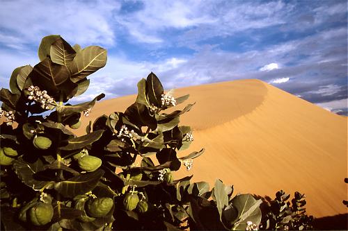 los-medanos.jpg‏