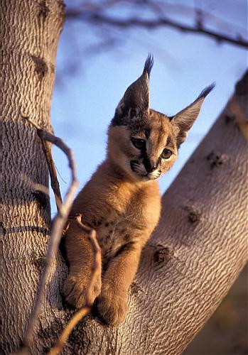 caracal.jpg‏