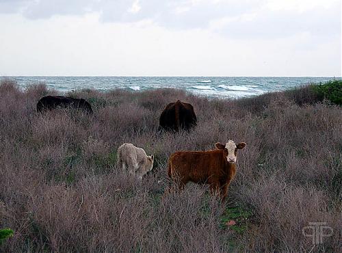 cows_and_calves_2230.jpg‏