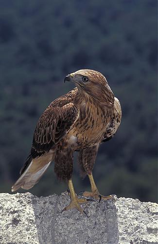 long_legged_buzzard.jpg‏