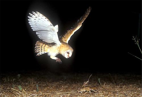 barn_owl_hunting.jpg‏