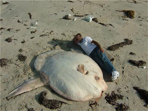 bigfish.jpg‏