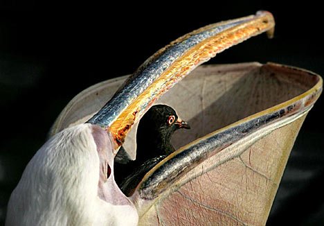 pelican_468x326.jpg‏