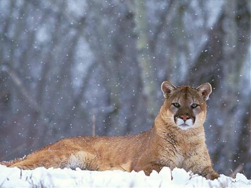 Mountain_Lion_Colorado.jpg‏