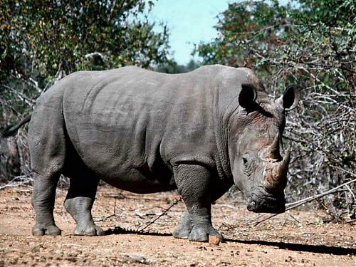 rhino.jpg‏