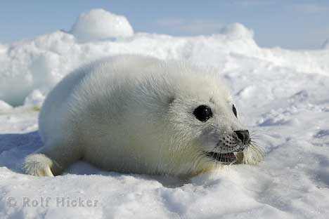 cute_baby_animals_T3509.jpg‏