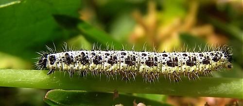 caterpillar.jpg‏