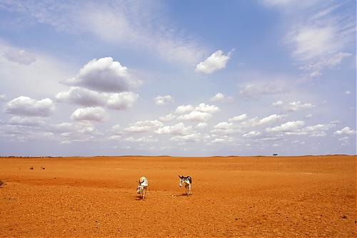 dsc01328-donkeys_v1.jpg‏