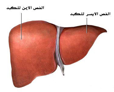 liver_anatomy.jpg‏