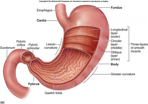     

:	stomach_anatomy.jpg
:	12343
:	162.1 
:	97971