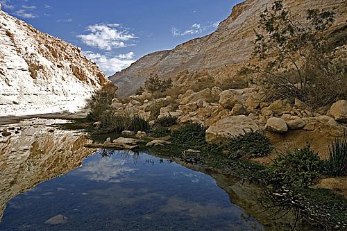 ein_avdat_negev.jpg‏