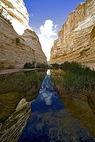 ein_avdat_negev_2.jpg‏